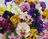 Mixed Color Rare Pansy Bonsai Wavy Viola Tricolor Flower Bonsai 2000 PCS... - $26.20