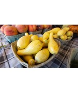 25+ Sunglo Zucchini Squash Seeds - $10.96