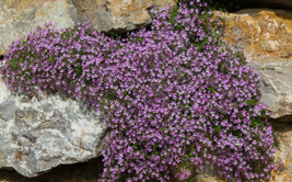 1,000 Pink Rock Soapwort Flower Seeds (Saponaria Ocymoides) | Soap Alter... - £6.65 GBP