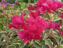 Bougainvillea rooted CLARET RED Starter Plant - £22.01 GBP