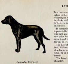Labrador Retriever 1939 Dog Breed Art Ole Larsen Color Plate Print PCBG18 - £23.53 GBP