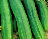 Straight Eight Cucumber Seeds 50 Seeds Non-Gmo Fast Shipping - $7.99