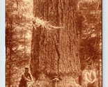 Felling Trees Lumber Camp Oregon State OR UNP Sepia DB Postcard Q6 - $12.42