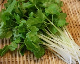FA Store 50 Chinese White Celery Seed Heirloom Non-Gmo Always - £6.84 GBP