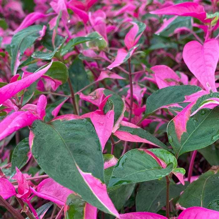 Althernanthera Party Time 2 Inch Pot 2 Plants Fresh Garden - $37.32