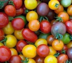 50 Seeds Rainbow Cherry Tomato Boost Your Garden&#39;s Productivity With Superior - £6.95 GBP