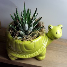 Succulent in Ceramic Turtle Pot Live Haworthia Zebra Plant 5" Green Planter image 3