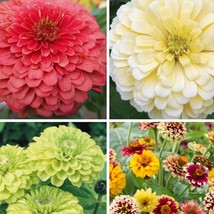 Zinnia Variety: Giant Coral Giant Buttercream Green Envy Jazzy Mix (40 Seeds For - $27.98