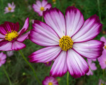 Cosmos Candy Stripe Cosmos Bipinnatus  50 Seeds - £7.22 GBP