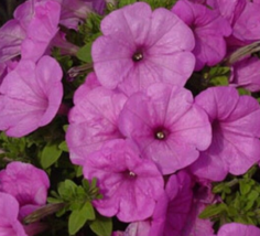 25 Pc Seeds Pelleted Petunia Trailing Lilac Flower Petunia Seeds for Planting RK - £21.87 GBP