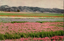 CA-California, Lompoc &amp; Santa Maria Valleys, Union Oil company Vintage Postcard - £4.66 GBP