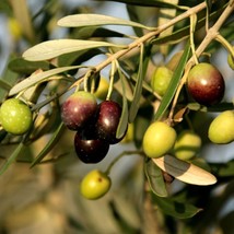 Live plant  - Olea europaea - &#39;Mission&#39; - Live Olive Tree - Outdoor Living - £31.26 GBP