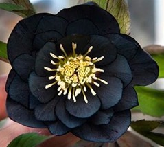 10 Of Black Hellebore Flower Seeds - £7.22 GBP