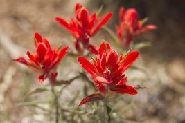 Castilleja Integra Wholeleaf Indian Paintbrush 10 Seeds Garden Beautiful USA Sel - $21.58