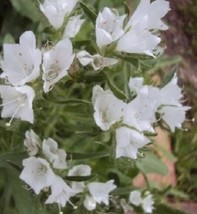 ArfanJaya Echium White Bedder Flower Seeds - £6.47 GBP