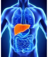 Liver Support Tincture - $644.37 MXN