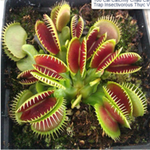 100Pcs Catchfly Potted Plant Seeds Garden Venus Fly Trap Insectivorous P... - $8.94 CAD