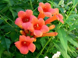 70 Hummingbird Trumpet Creeper Vine Campsis Radicans Flower Seeds - $7.99