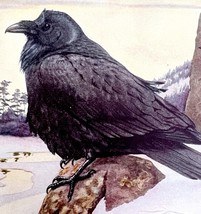 Raven And Canada Jay 1936 Bird Art Lithograph Color Plate Print DWU12A - $761.32 MXN