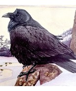 Raven And Canada Jay 1936 Bird Art Lithograph Color Plate Print DWU12A - $759.79 MXN