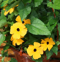 10 pcs Thunbergia Alata Flower Seeds Black Eyed Susan Vine Yellow Color FRESH SE - £6.93 GBP