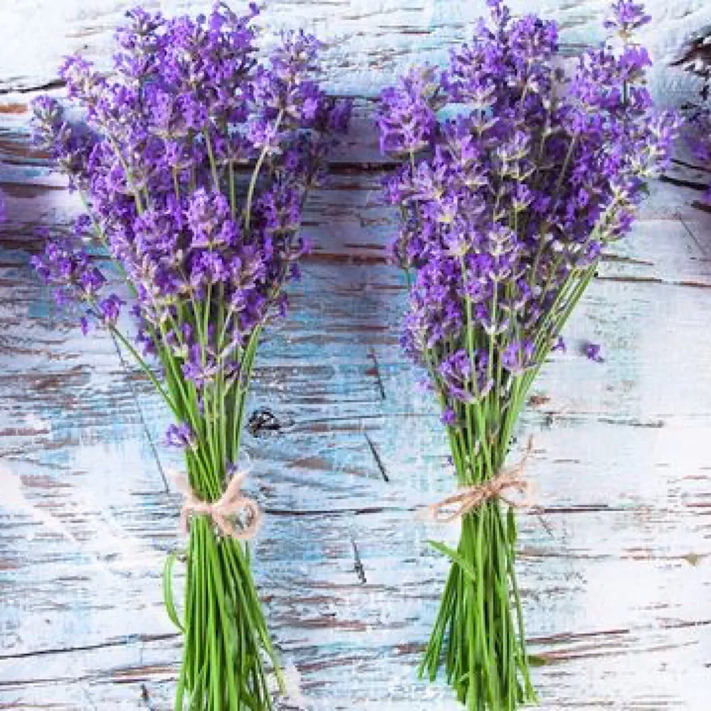 600+ TRUE LAVENDER SEEDS (Lavandula angustifolia) PERENNIAL NON GMO HERB  - €3,88 EUR