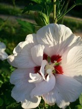 Double Flower White Althea Rose of Sharon 2 Gal. Plant Large Easy Grow Plants - £46.47 GBP