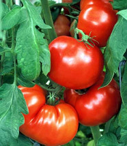 New Fresh 50 Seeds Beauty Tomato Juicy Tomatoe Vegetable Garden - $7.00