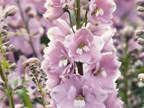 25+ MAGIC FOUNTAINS CHERRY BLOSSOM W/WHITE BEE DELPHINIUM PERENNI  FLOWE... - $10.64