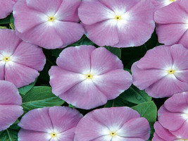 50 Vinca Seeds Sunsplash Blue Seedsgarden Beautiful USA Seller - $20.75