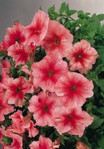 50 Bi Color Pink Petunia Seeds Flower Perennial Flowers Annual Seed Beautiful Ga - $10.48