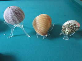 Shells Shells Shells On Stand Paperweight Puffer Fish - Pick One - £75.93 GBP