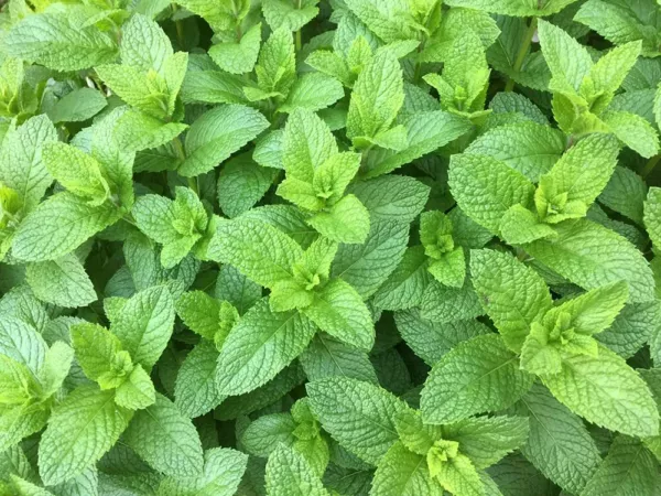 Spearmint Seeds For Planting 150+ Seeds Of Perennial Spearmint Herb Usa Seller - £15.92 GBP