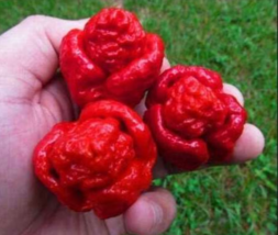 Fresh Seeds Red Fresh Carolina Reaper Chilli Pepper Seeds - £8.93 GBP