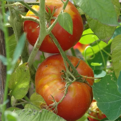 KS Ace 55 Tomato Vegetable Heirloom Non Gmo Suppliers Planting 100 Seeds  - $9.19