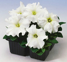 US Seller 50 Petunia Seeds Limbo White Petunia Seeds Fast Shipping - $23.00