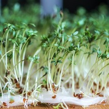 5 Part Basic Salad Microgreens Mix 200 Seeds Microgreen Seeds Sprouts Vegetable  - £11.88 GBP