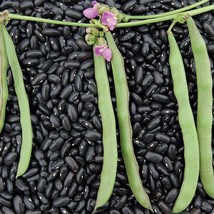 USA SELLER Cherokee Trail Of Tears Pole Bean Seeds Vegetable Seeds Free Shipping - $17.90