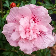 20 Double Light Pink Hibiscus Seeds Flowers Flower Seed Perennial Bloom ... - $9.78