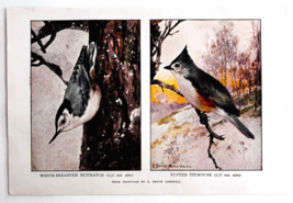 1927 Nuthatch And Tufted Titmouse Bird Art Plate Color Book Print Wildli... - $369.50 MXN