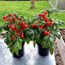 Pigmy Micro Dwarf Sweet Cherry Tomato Vegetable 12 Seeds Read  - $7.99