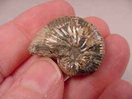 (F424-X) 1-1/8&quot; Ammonite fossil ammonites extinct marine molluscs shell ... - £8.23 GBP