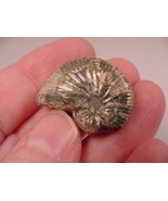 (F424-X) 1-1/8&quot; Ammonite fossil ammonites extinct marine molluscs shell ... - $10.39
