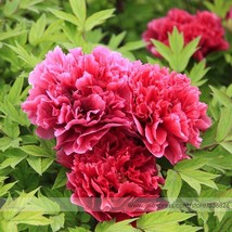 Hong Qi Man Juan Dark Red Three Headed Peony Flower 5 Seeds Light Fragrant #Nf75 - £8.04 GBP