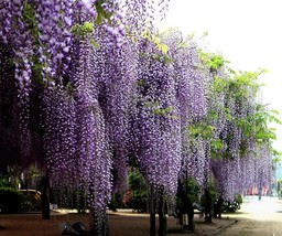 KKG Blue Wisteria Vine Wisteria Sinensis Seeds Showy Hardy Fresh Garden - $8.89