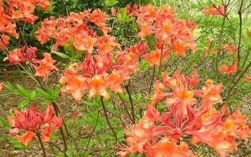 Mauvila Gold Aromi Azalea Rhododendron Deciduous Small Starter Plant Garden - £39.07 GBP