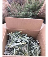 1 lb FRESH White Sage leaf clusters salvia apiana fresh clippings sprigs... - $28.95