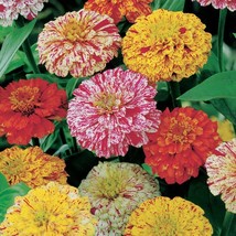 Best USA Seller Peppermint Stick Zinnia Flower Seeds - £3.04 GBP