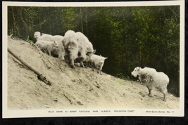 Vintage Photo Postcard Hand Colored Spaulding Banff Park Alberta Mountai... - $9.66