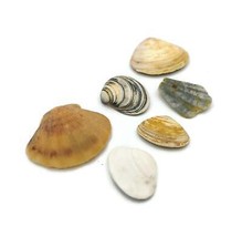 6Pc Sea Shells Magnets Set, Decorative Beach Fridge Magnets For Refrigerator - £24.80 GBP